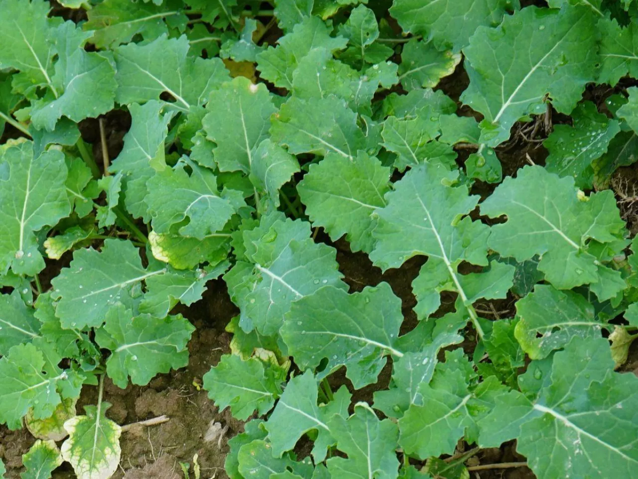 Jak wzmocnić rzepak przed zimą? Te mikroelementy robią różnicę