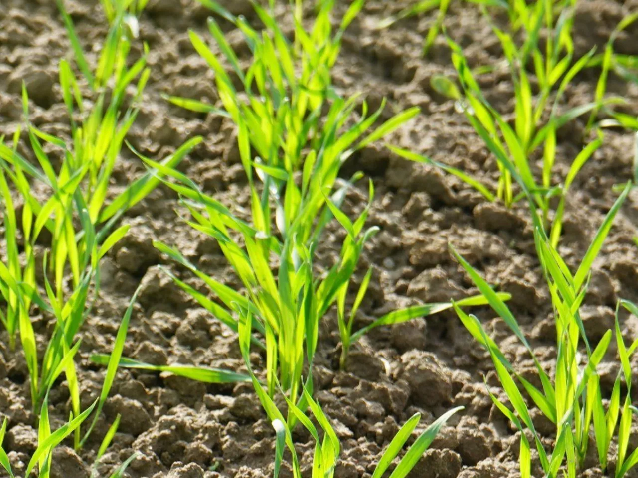 Jesienne dokarmianie zbóż. Kiedy i czym, żeby nie stracić plonu?