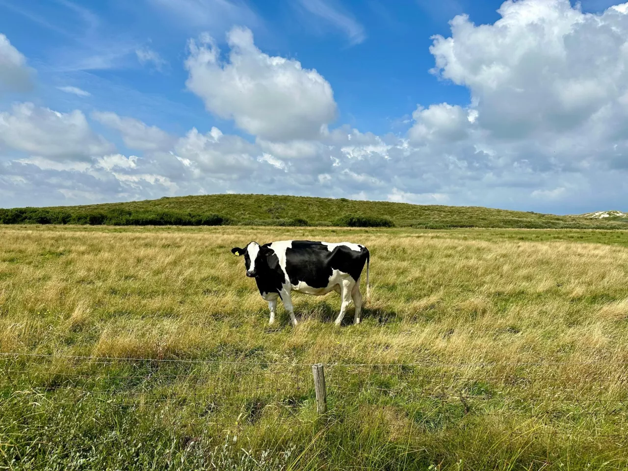 Krowa stojąca na pastwisku