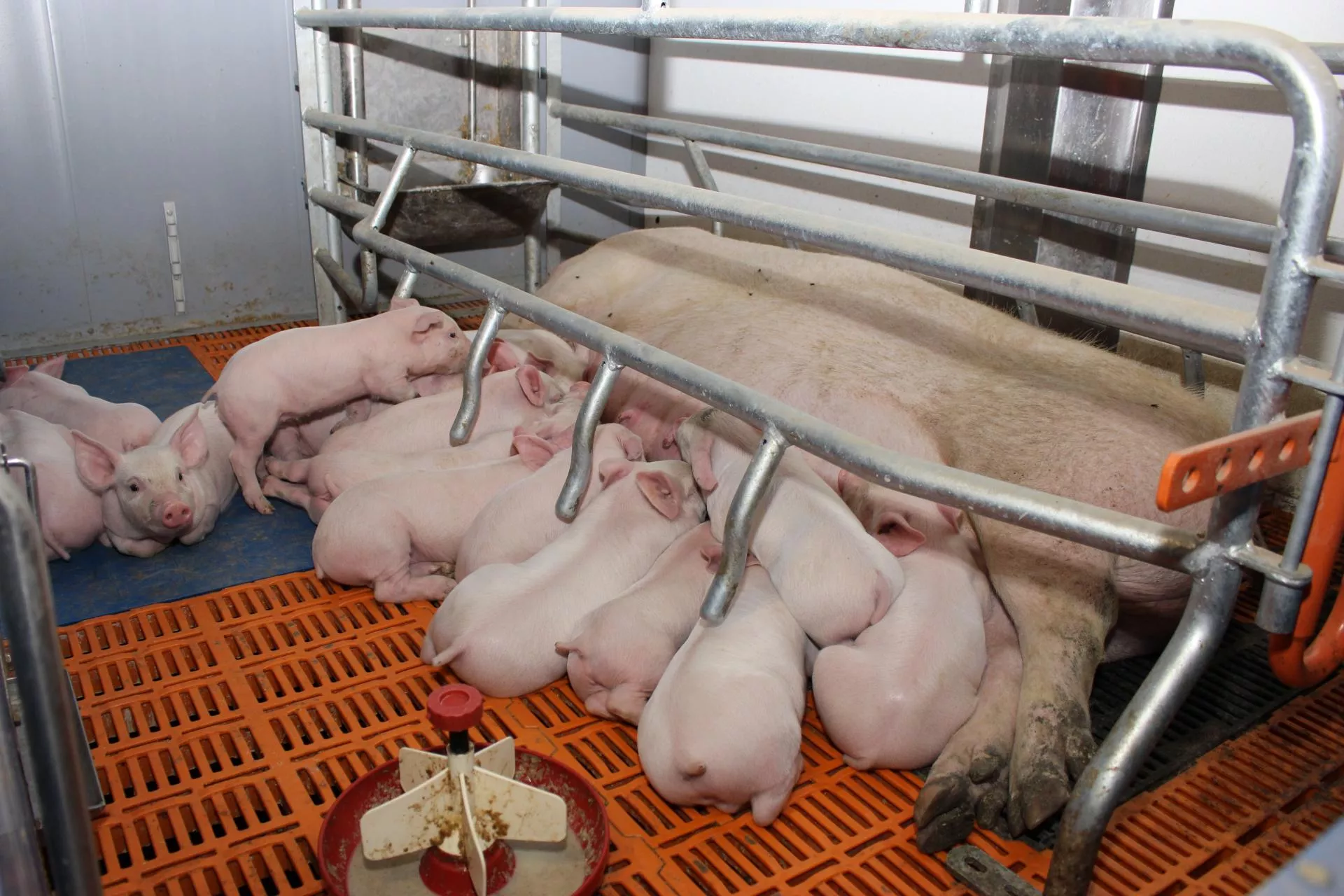 Automatyczne systemy karmienia loch. Jak działają i co zyskuje rolnik?