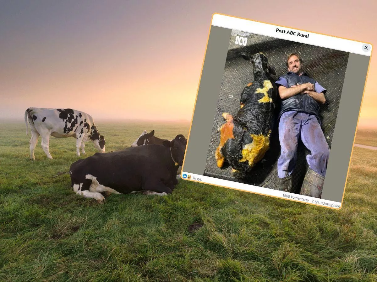 Cielak gigant ważył aż 70 kg. "Największy w mojej karierze"