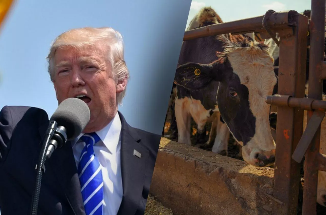 Tanie masło z USA zaleje Polskę? Rolnicy ostrzegają spadkiem cen mleka