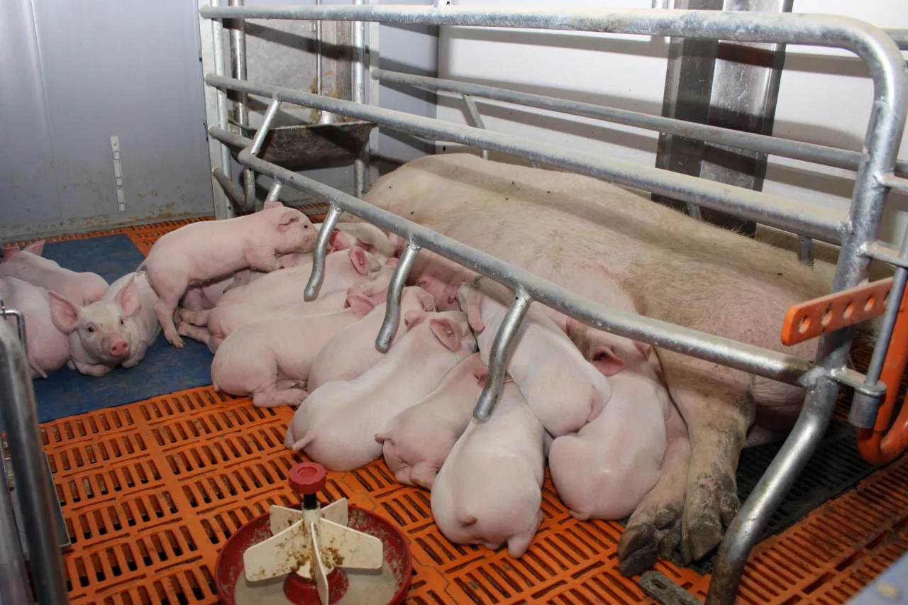 locha prosięta porodówka