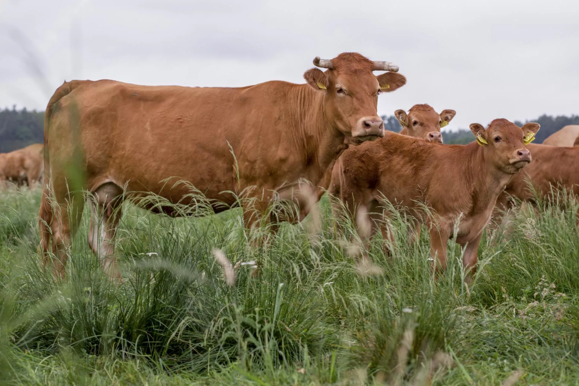 Zostały tylko 2 dni. Rolnicy mogą stracić spore dopłaty do bydła