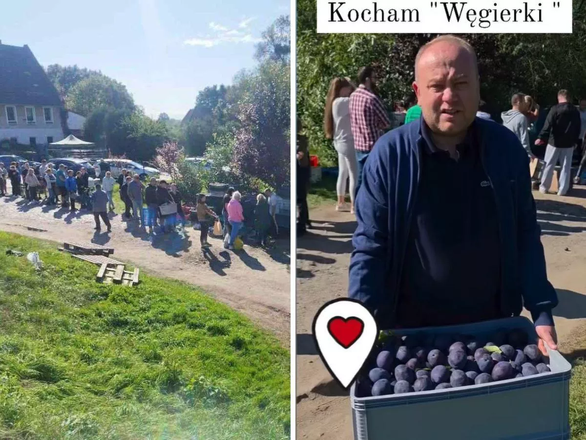 Internauci uratowali plony rolnika. 11 ton śliwek zniknęło w mig