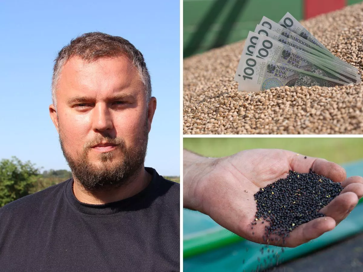 Pszenica i rzepak. Rolnik policzył, ile trzeba zebrać, żeby wyjść na zero [WIDEO]