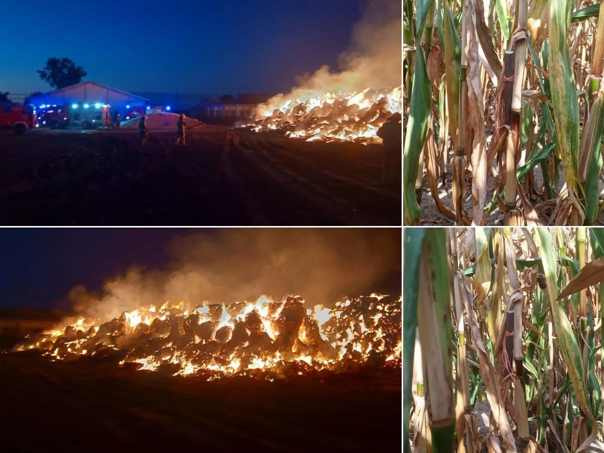 Złote kolby w kukurydzy, potem pożar siana. Atak na rolnika z Kujaw