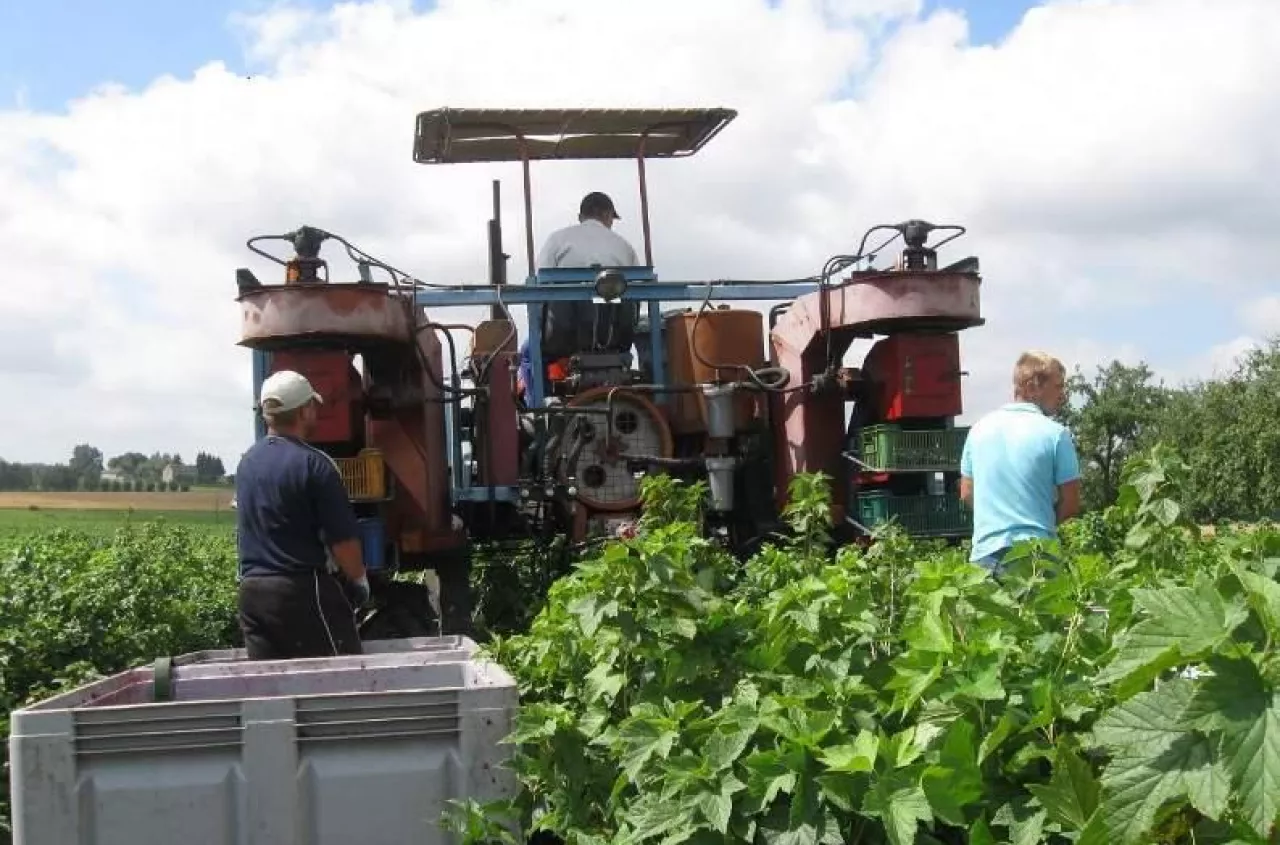 UOKiK ujawnia: rolnicy latami sprzedawali plony po zaniżonych cenach