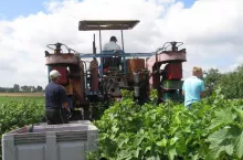 zbiór porzeczki w Kucharach-Skotnikach