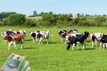 Rolnicy tracą dopłaty do krów i bydła przez jeden zapis. Będzie zmiana zasad?