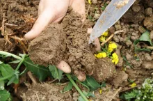 Jakie mikroorganizmy wspierają próchnicę? Rola życia biologicznego w glebie