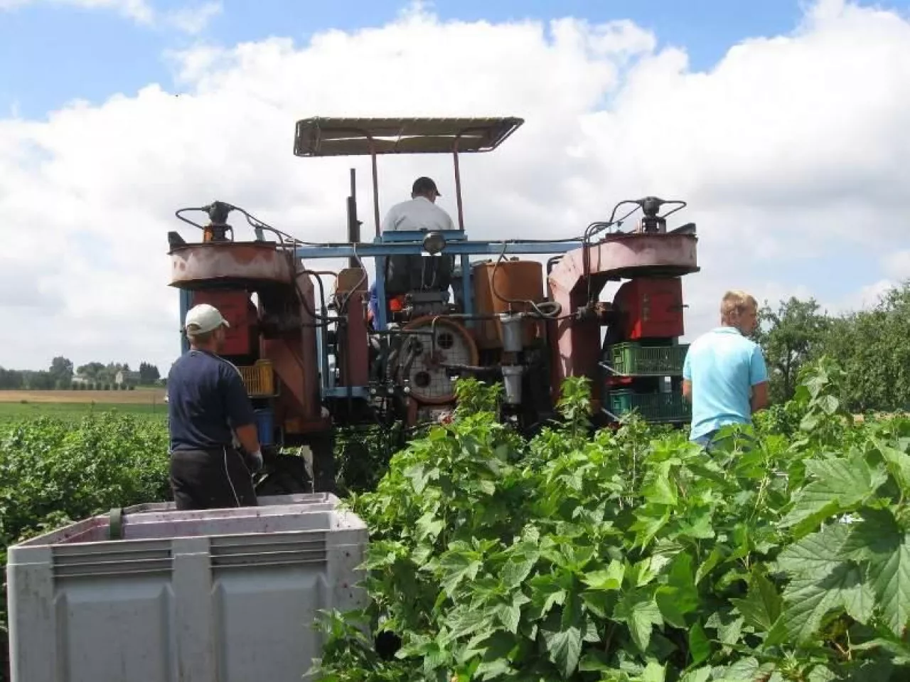 zbiór porzeczki w Kucharach-Skotnikach