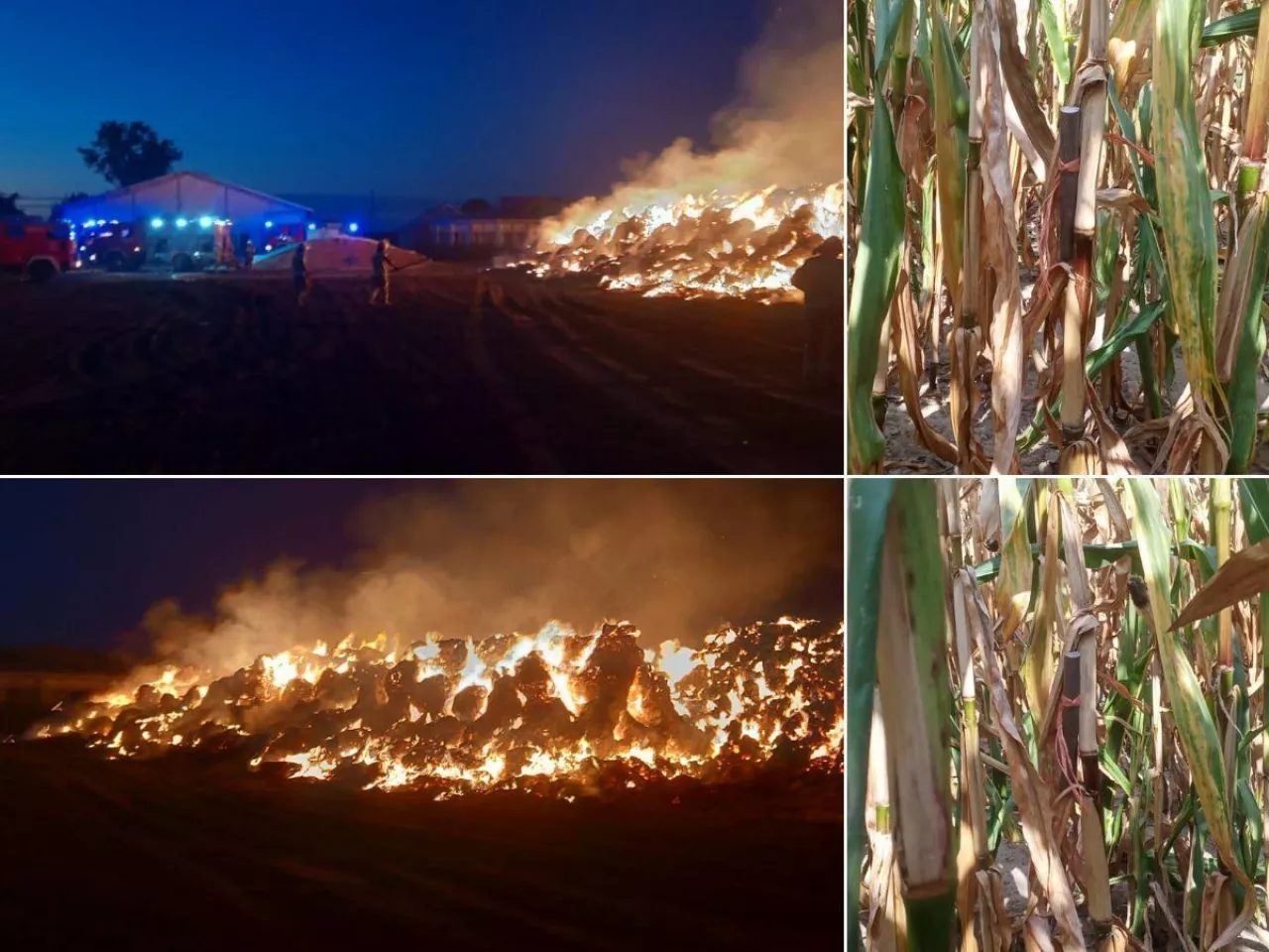 Pożar słomy i złote kolby