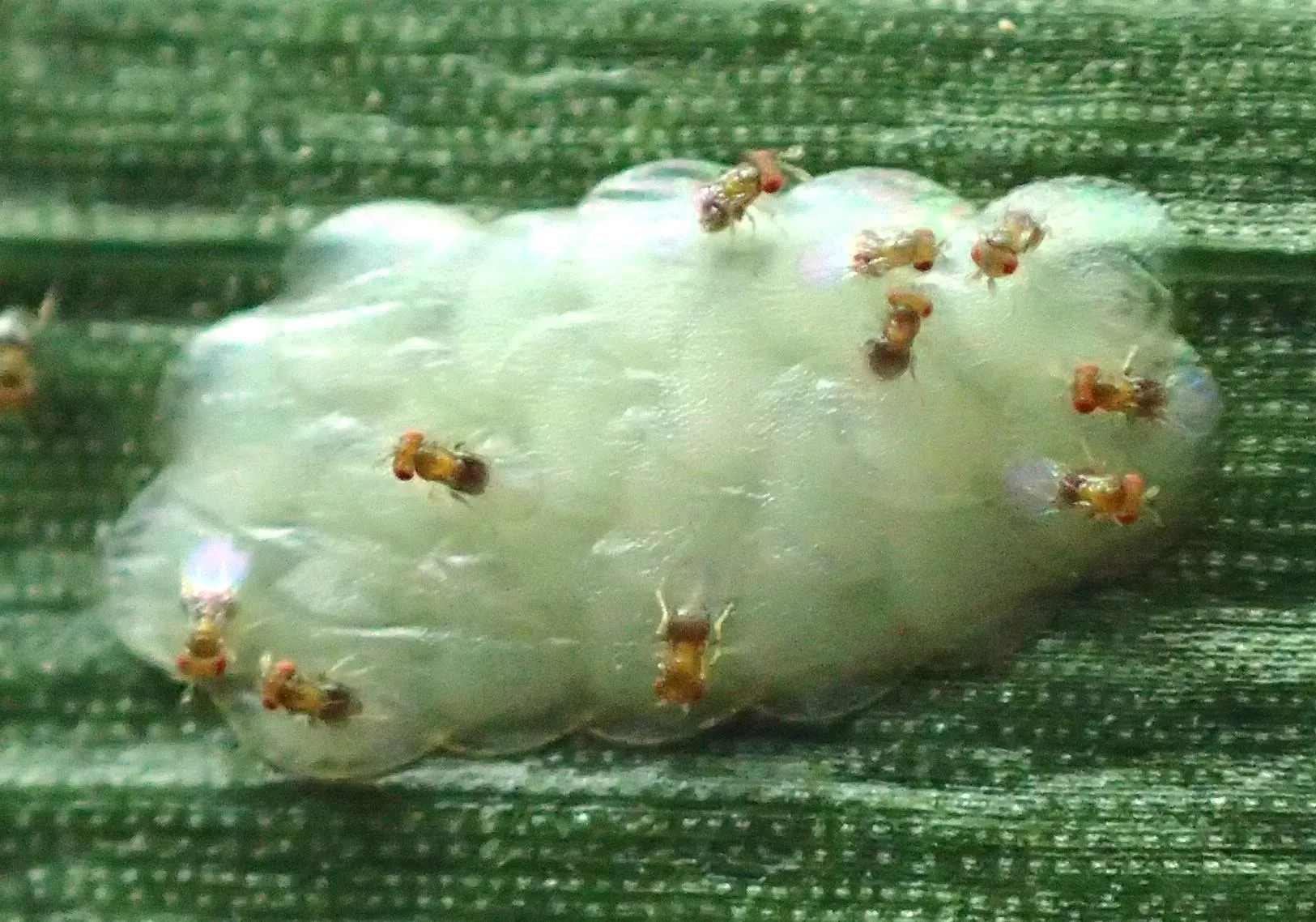 Dopłaty do nowych środków ochrony roślin? Jest odpowiedź ministerstwa