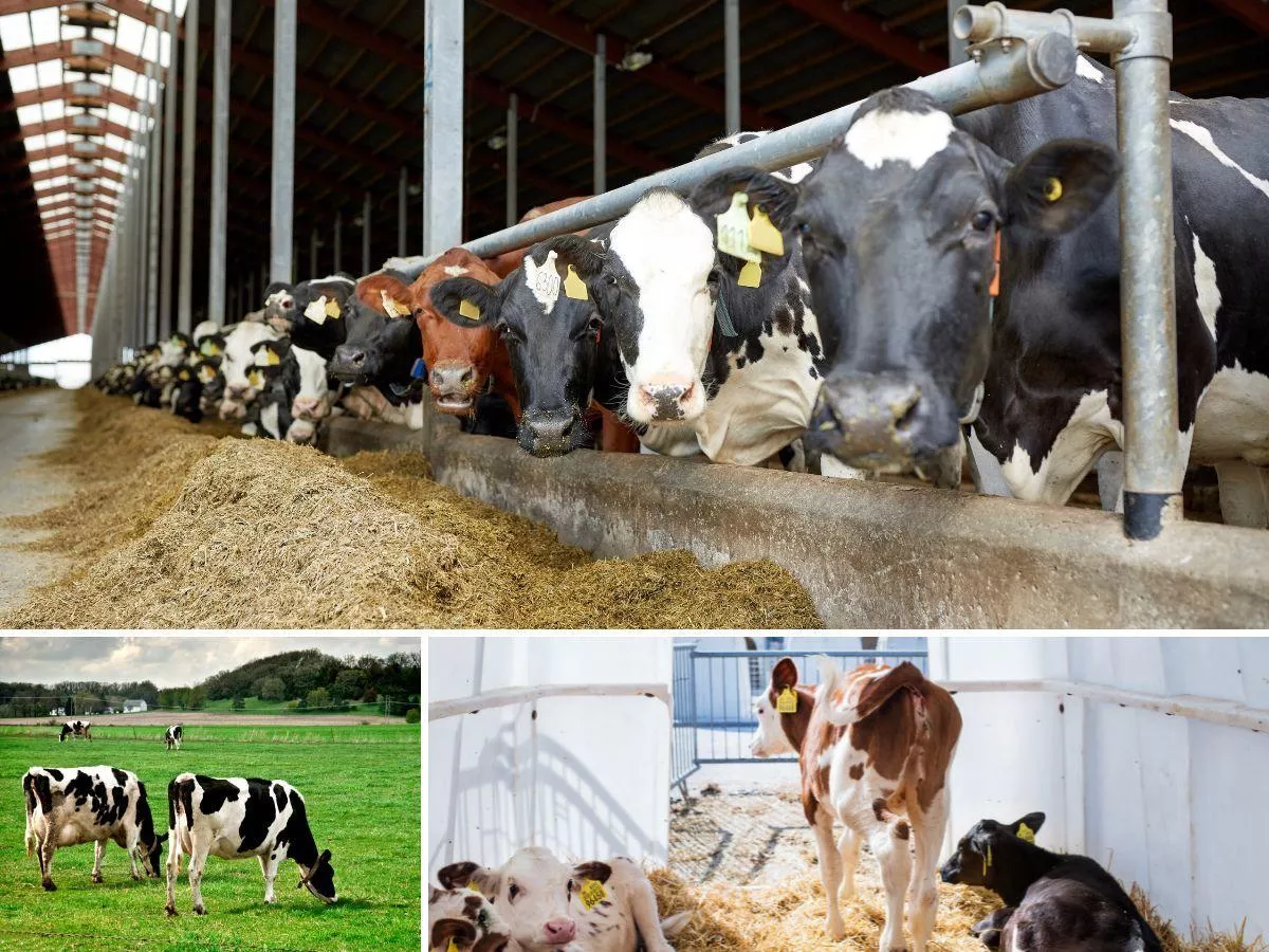 20 lat z rolnikami. Wielkie spotkanie i debata o przyszłości mleka w Polsce