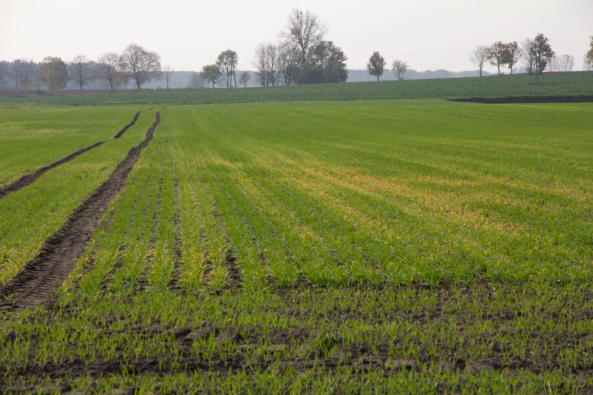 Jakie są skutki zakwaszenia gleb?