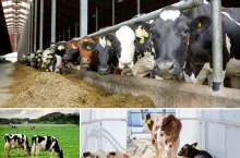 20 lat z rolnikami. Wielkie spotkanie i debata o przyszłości mleka w Polsce