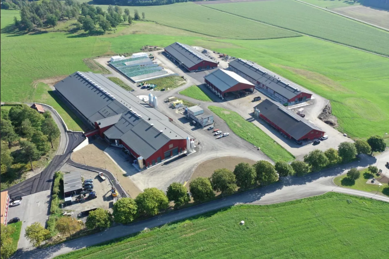 nowa obora dla krów w Hamra Farm