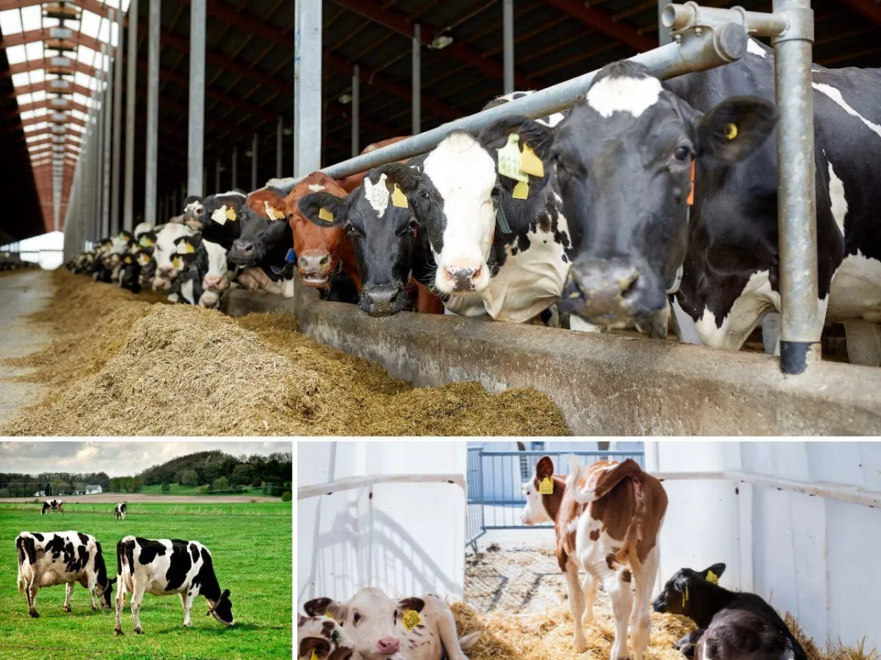 20 lat z rolnikami. Wielkie spotkanie i debata o przyszłości mleka w Polsce