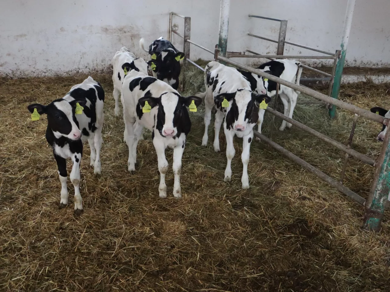 Cielęta odchowywane u Kowalczyków cieszą się bardzo dużym zainteresowaniem