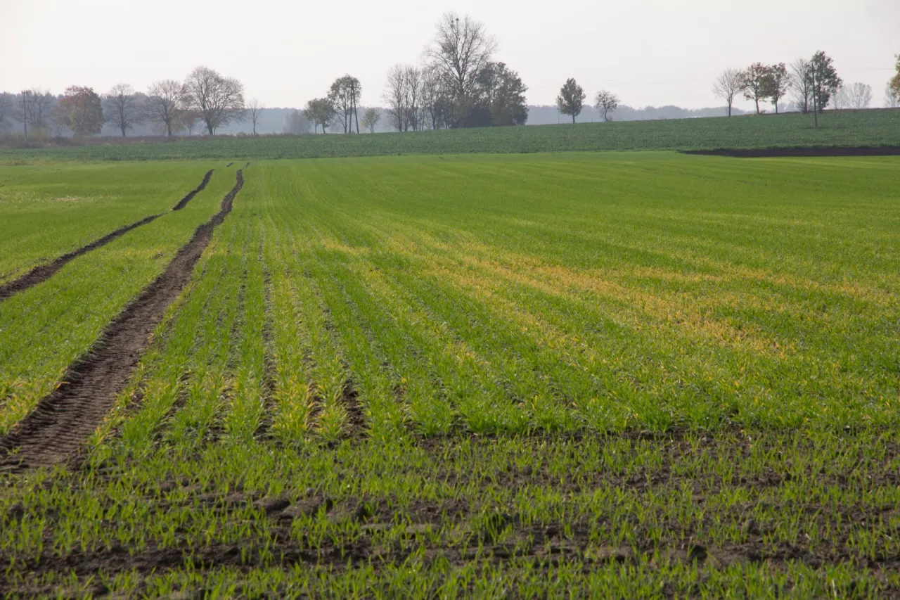 Jakie są skutki zakwaszenia gleb