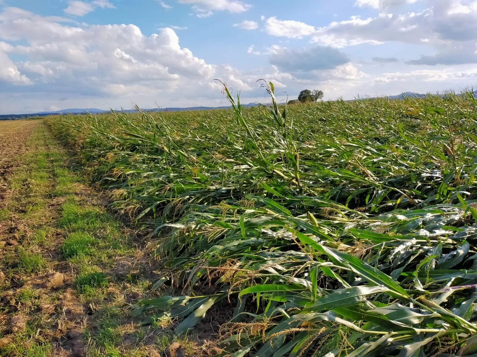Polisa może uratować twoje oziminy. Do kiedy trzeba ją wykupić?