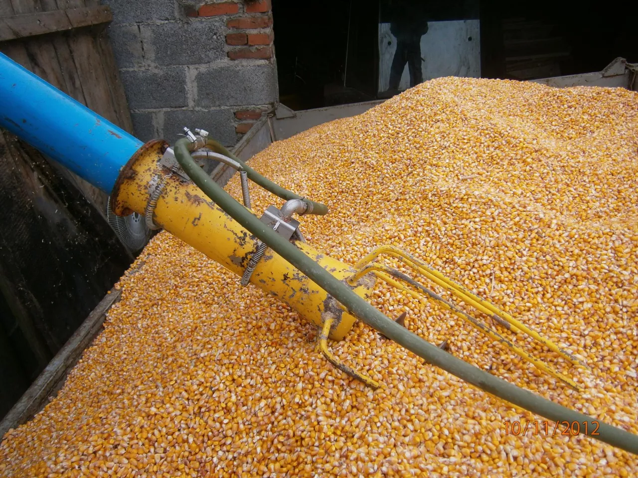 konserwacja kukurydzy