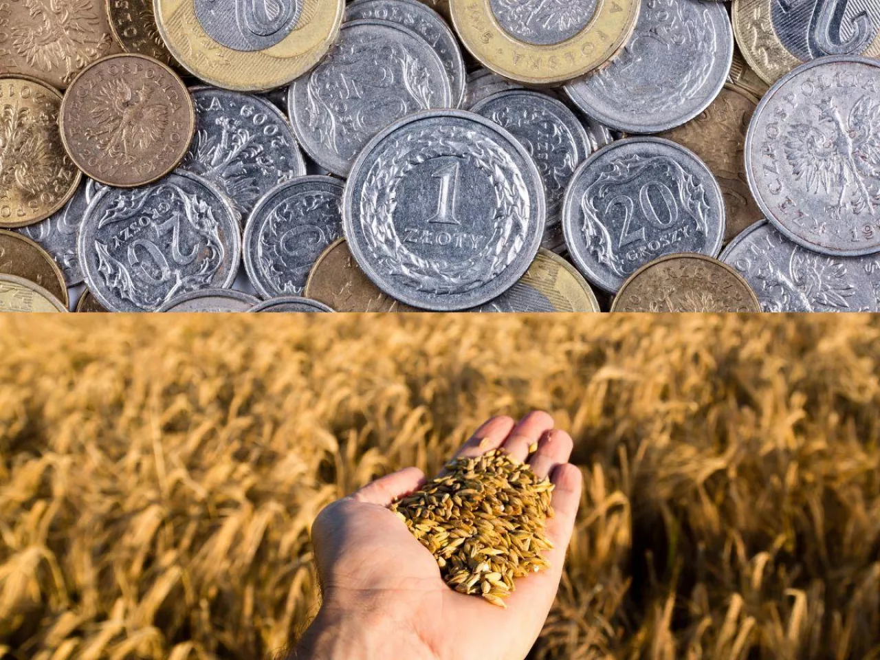 ręka z ziarnem, na górze polskie monety