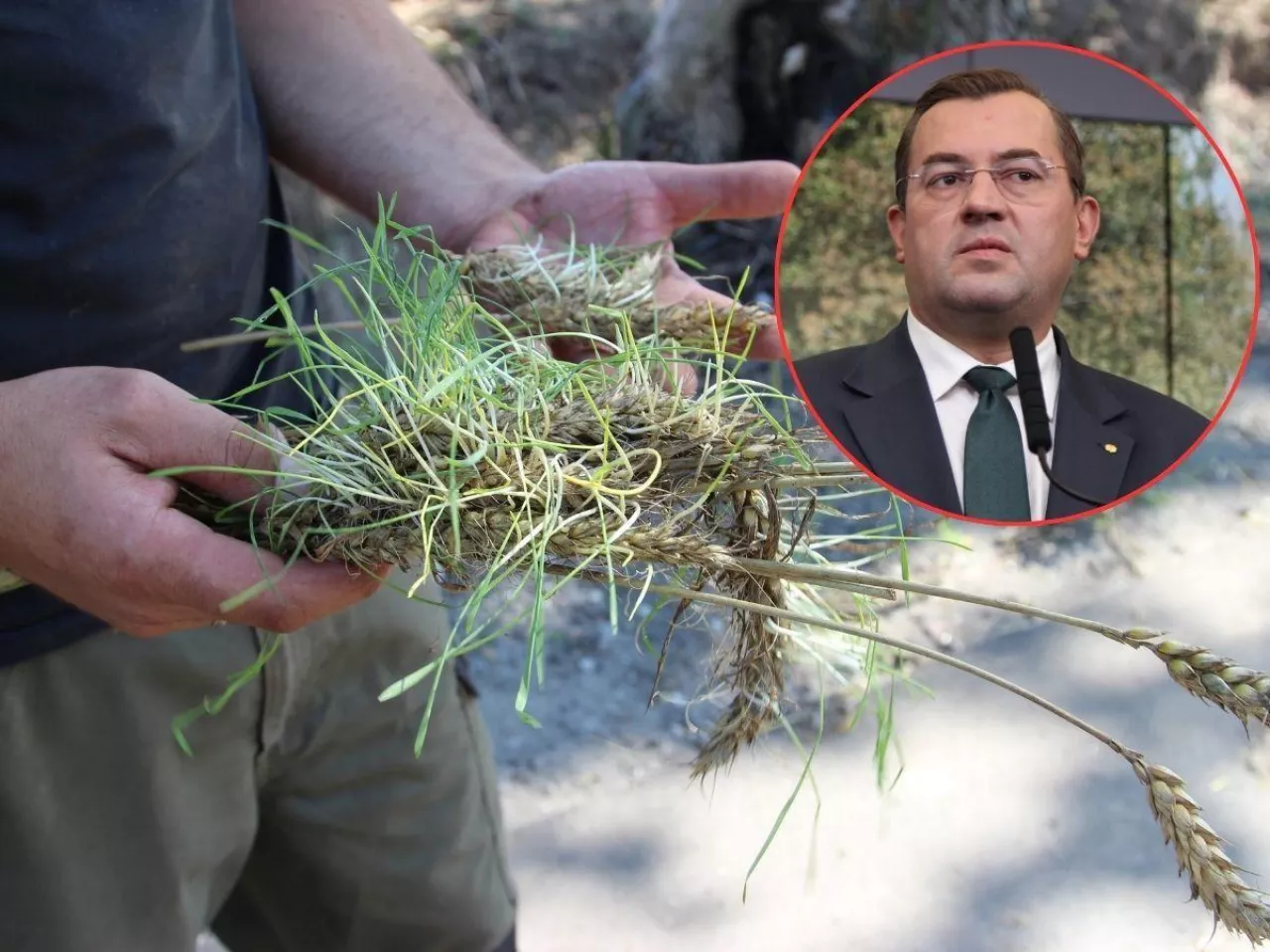 Pomoc dla rolników, Żuławy