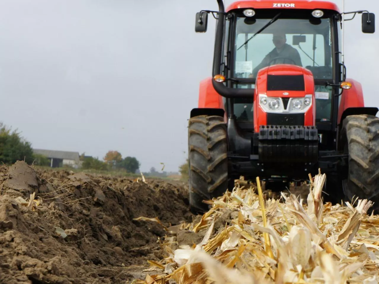 Zebrałeś kukurydzę? Nie popełnij tego błędu. Omacnica tylko na to czeka