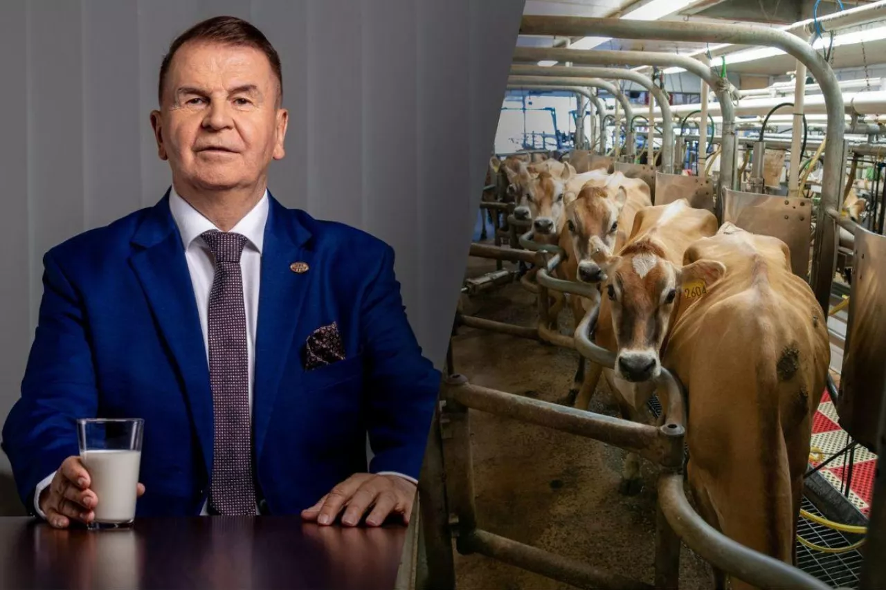 Dariusz Sapiński i krowy