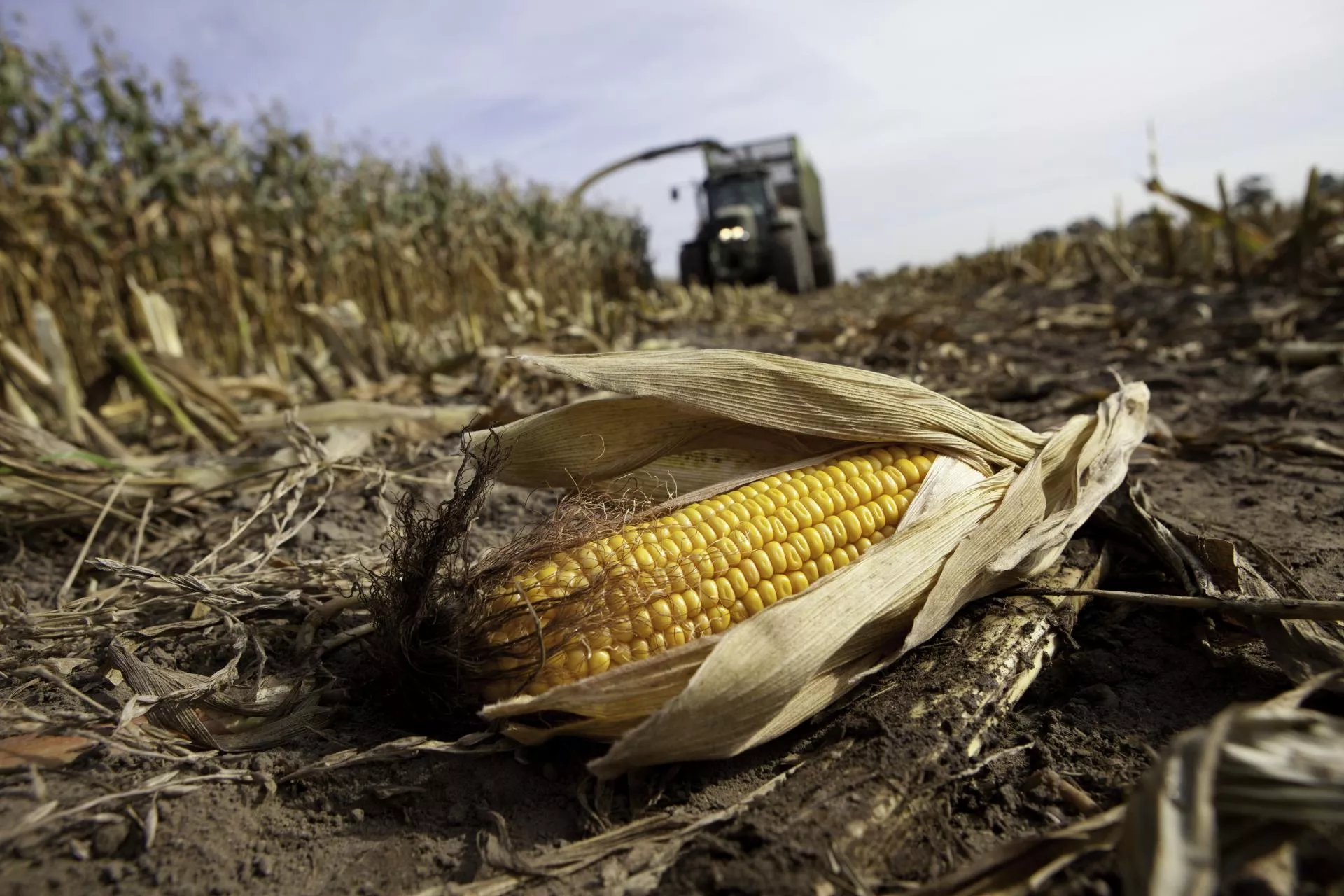 Kukurydza na ziarno 2025: rolnicy zaczynają żniwa. Jaka cena w skupach?