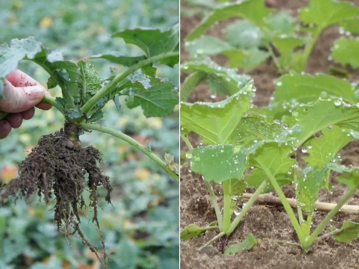 Jak regulować rzepak jesienią? najważniejsze wskazówki przed zimą