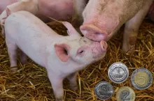 Jakie są ceny prosiąt na początku października 2025? [SONDA]