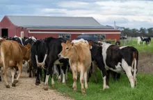 Krowy na tle czerwonej obory