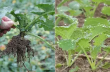 Jak regulować rzepak jesienią? Kluczowe wskazówki przed zimą 