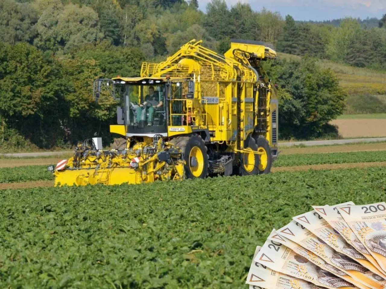 Ceny kopania buraka cukrowego