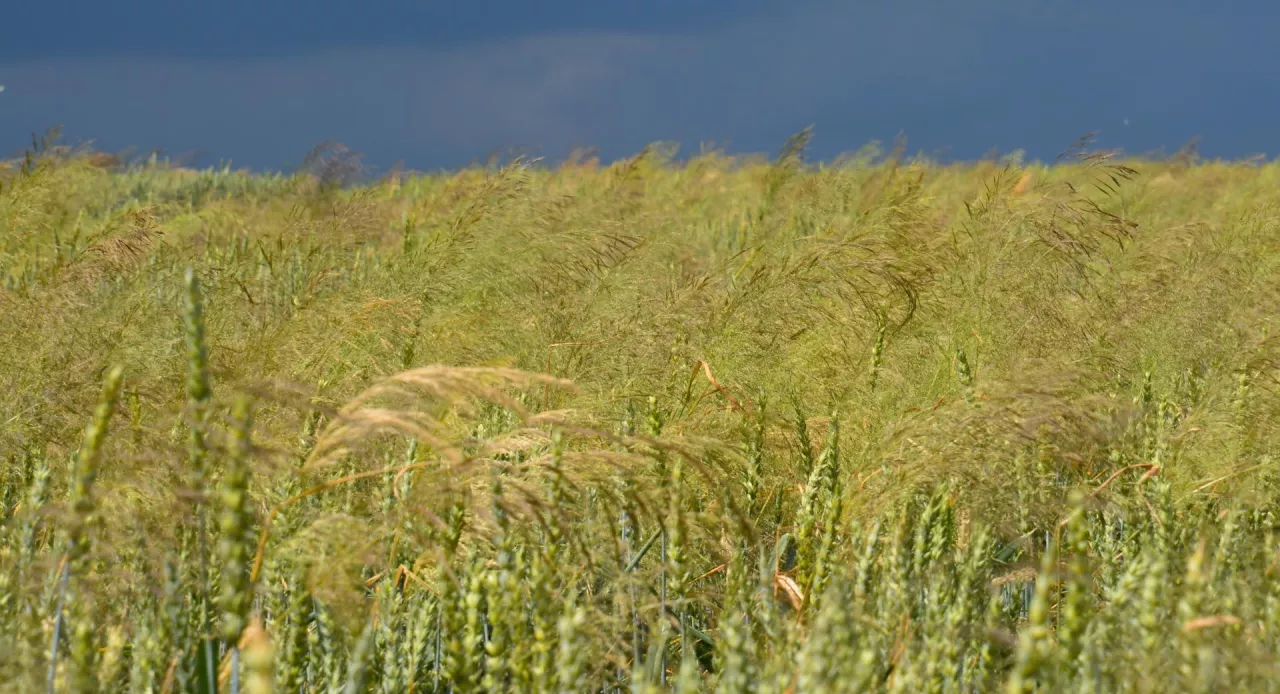 Pszenica ozima z miotłą zbożową