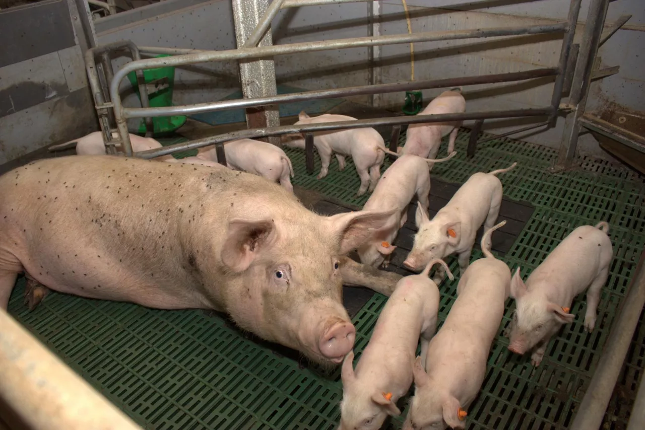 Locha z prosiętami w chlewni