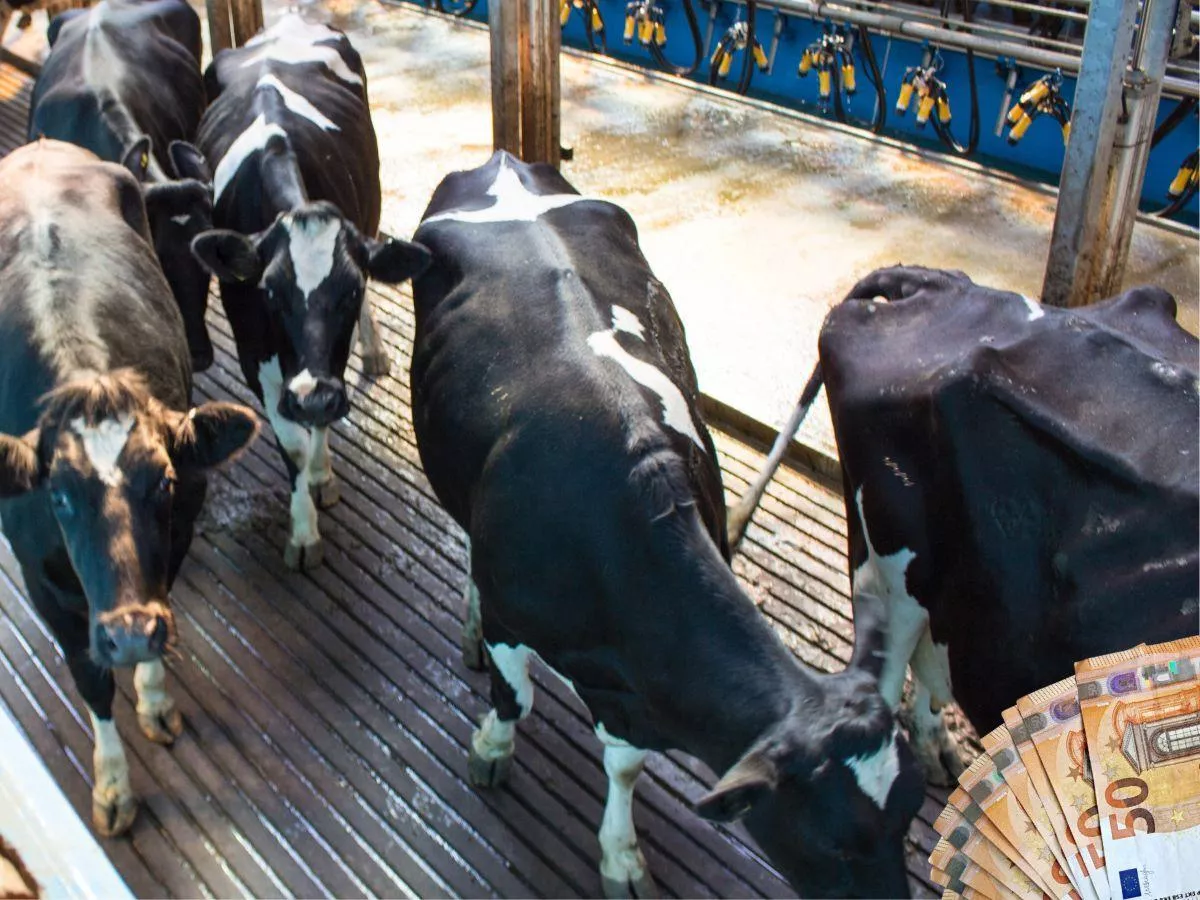 Cena mleka spada. Mleczarnie w Niemczech ogłaszają duże obniżki