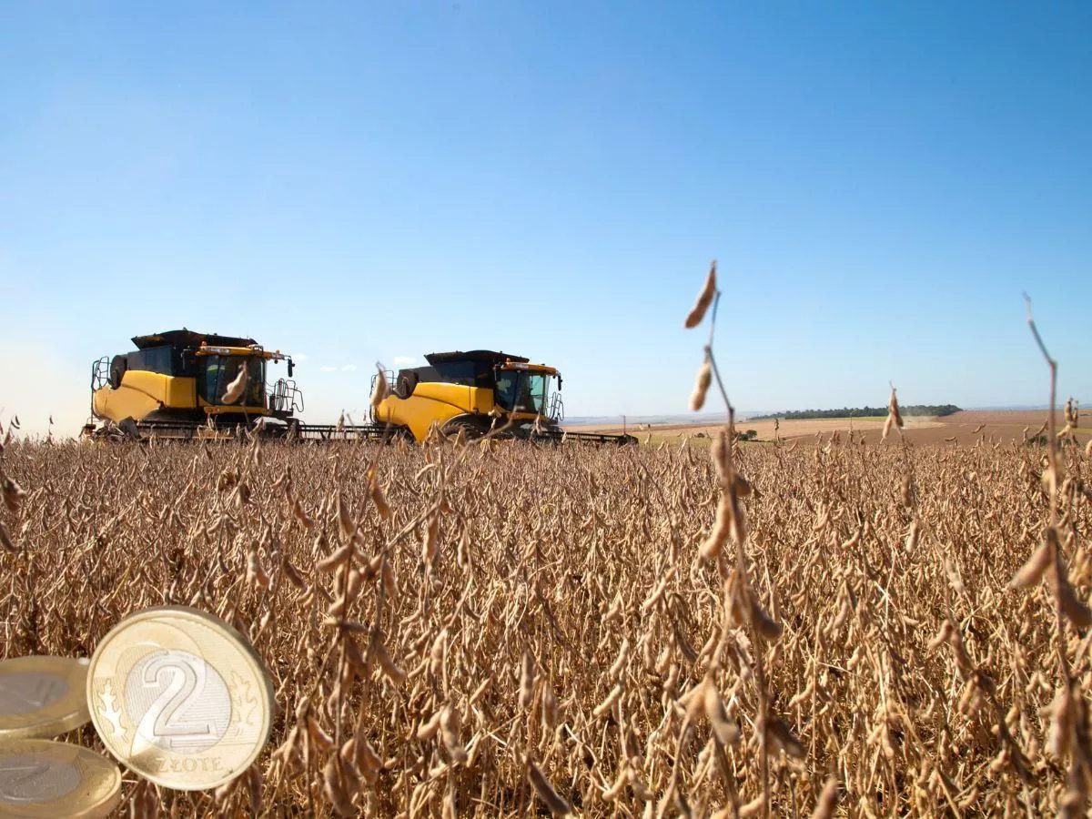 Ceny soi 2025. Ile płacą skupy w październiku?