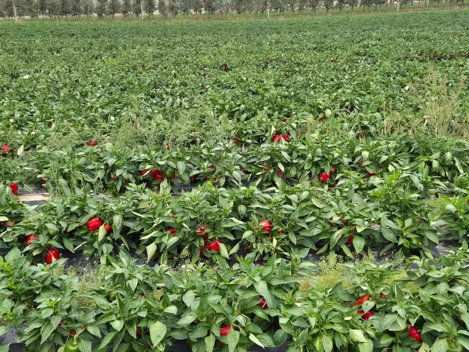 Plony gniją, nikt ich nie chce kupić. Rolnik musiał stalerzować 10 ha kapusty