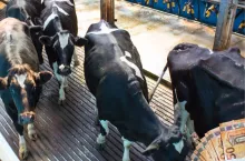 Cena mleka spada. Mleczarnie w Niemczech ogłaszają obniżki