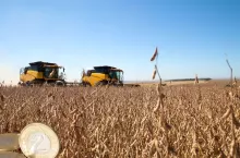 Ceny soi 2025. Ile płacą skupy w październiku?