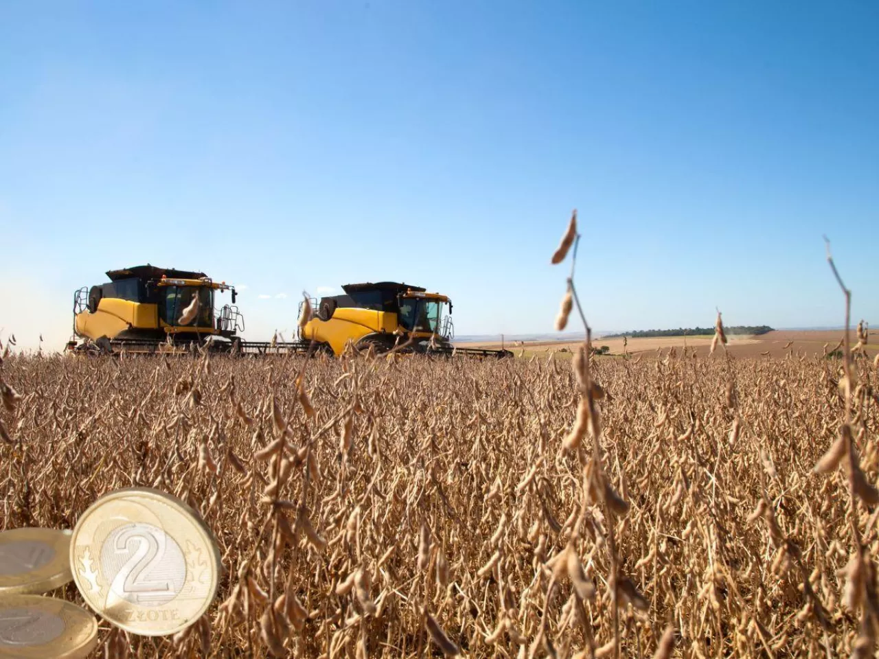 Ceny soi 2025. Ile płacą skupy w październiku?