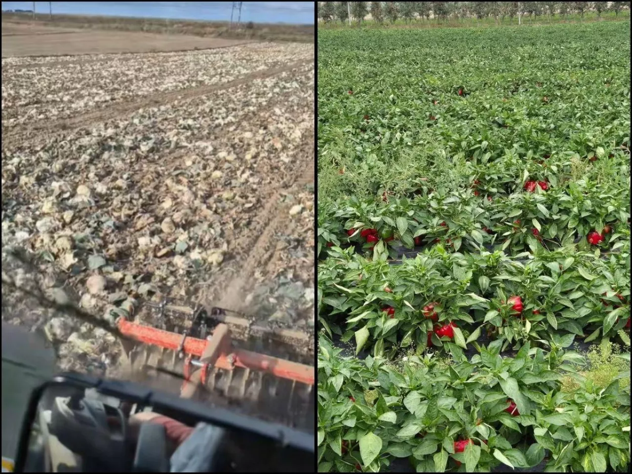Plony gniją, nikt ich nie chce kupić. Rolnik musiał stalerzować 10 ha kapusty