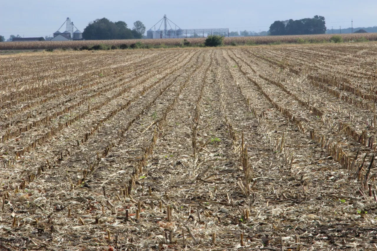 ściernisko po kukurydzy