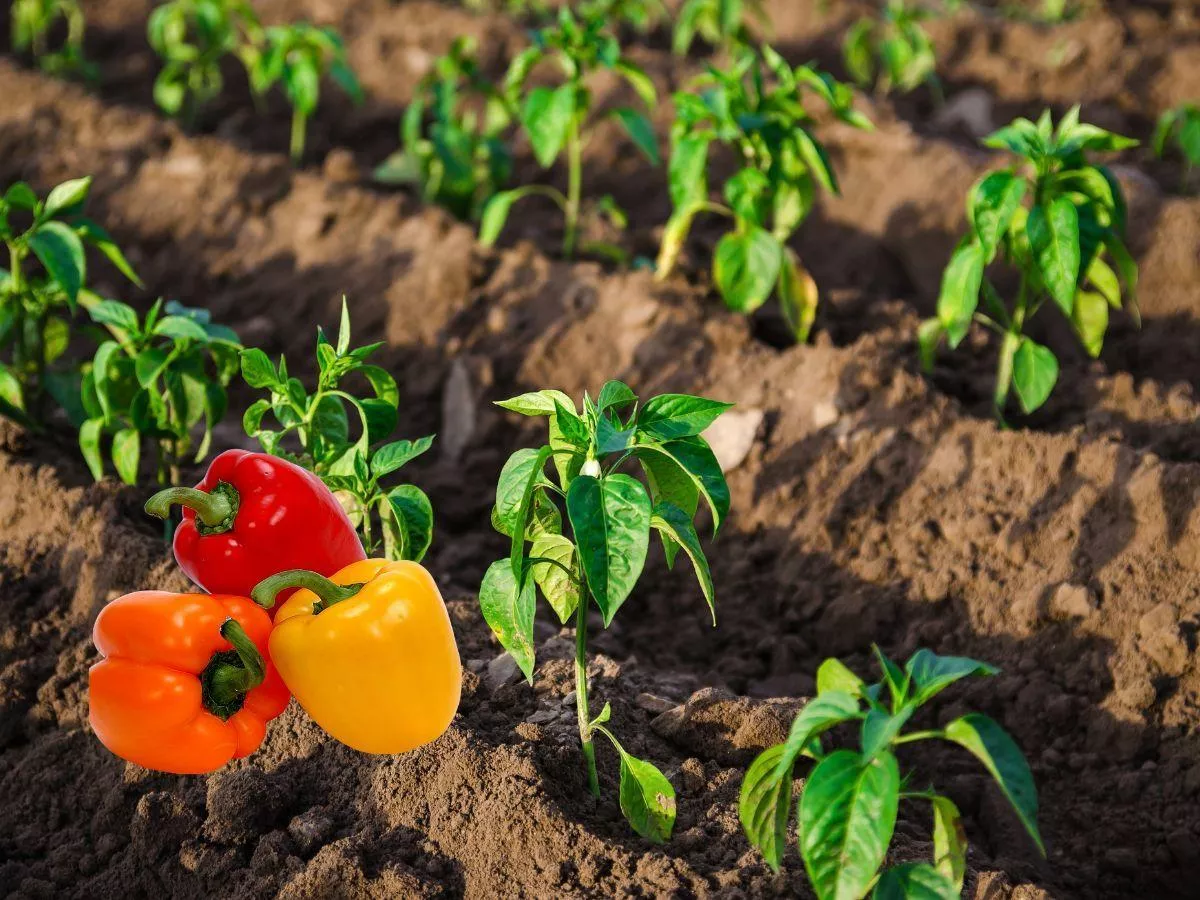Papryka za 80 groszy. Import i przymrozki dobijają rolników