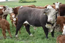 Buhaj kryjący z linii kanadyjskiej