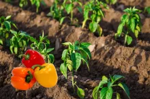 papryka kolorowa, pole z uprawą papryki